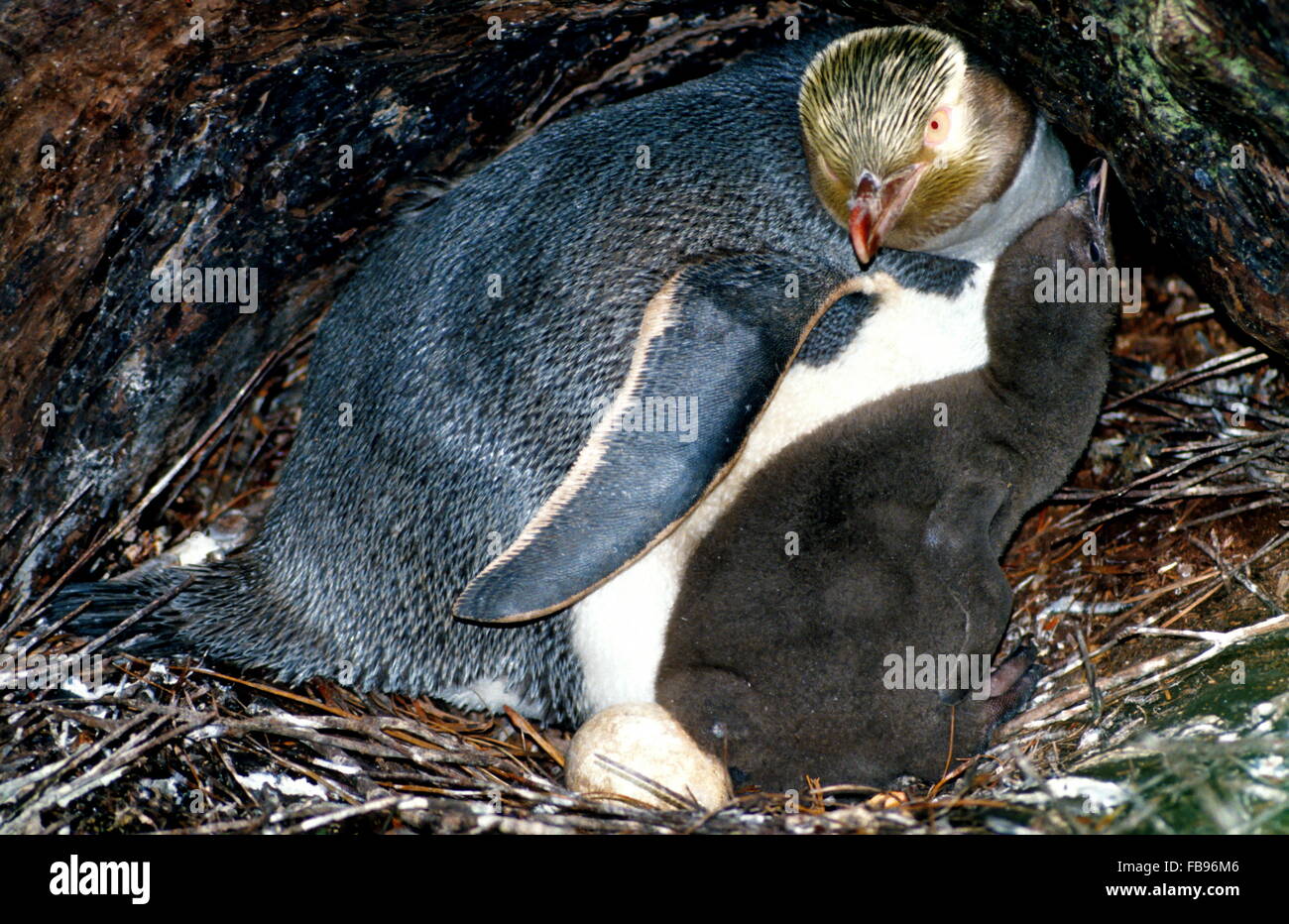 Giallo Eyed Penguin (Megadyptes antipodes). Adulto e pulcino nel nido. Situato nella foresta noto come Rata foresta. Un uovo visibile. Foto Stock