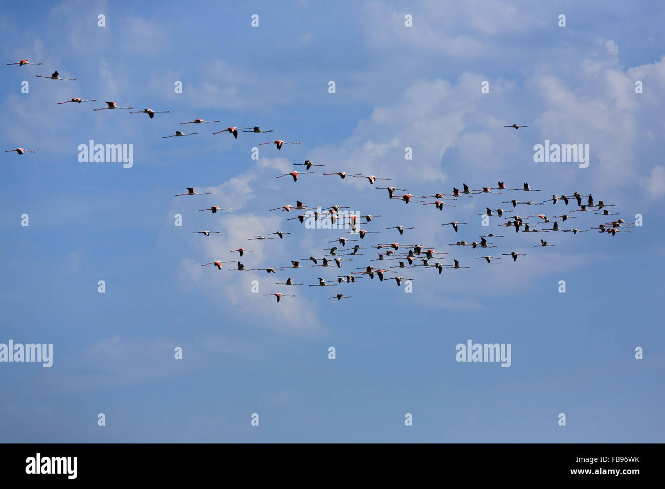 Stormo di fenicotteri rosa battenti, da "Delta del Po', Italia. Panorama della natura Foto Stock