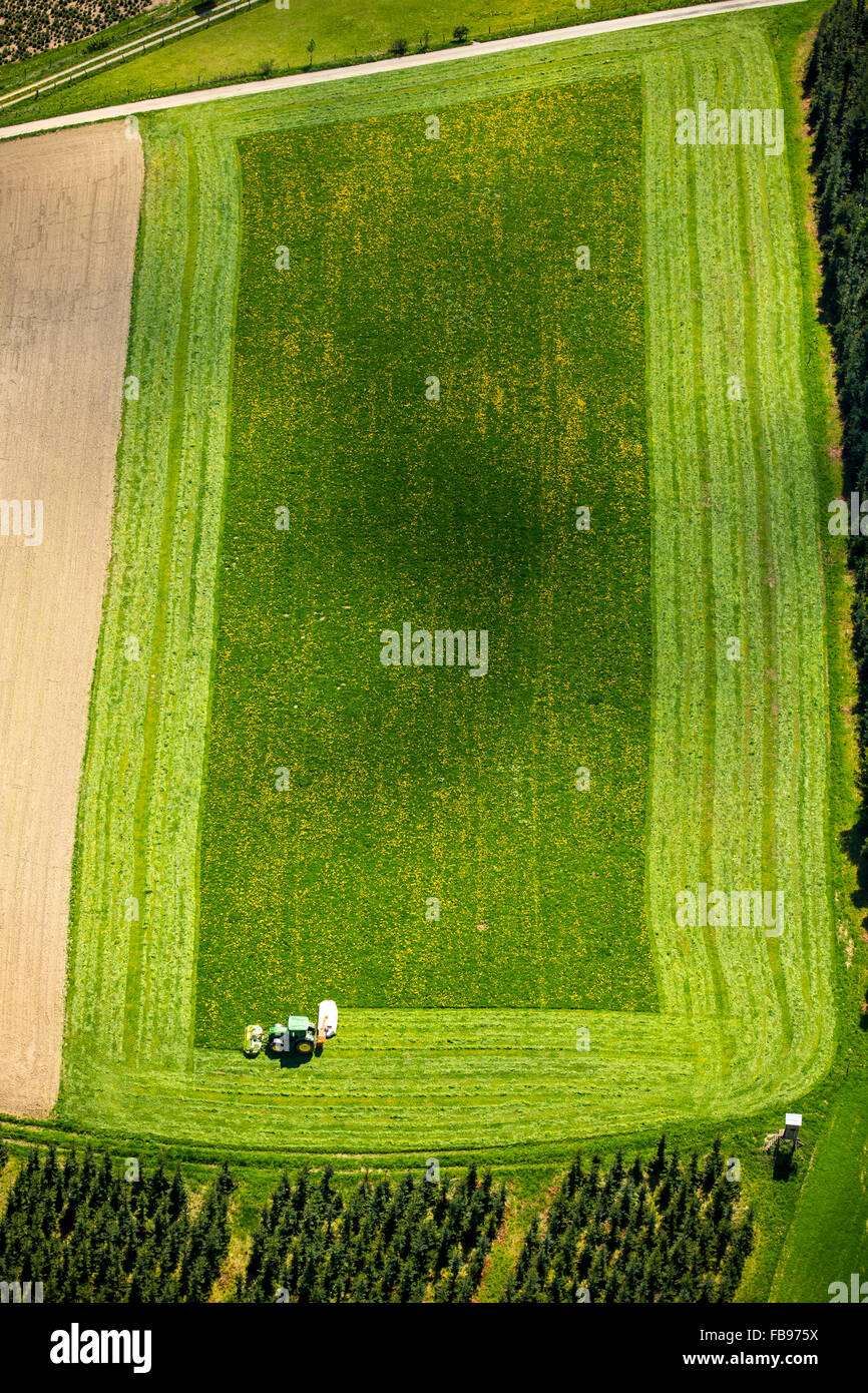 Vista aerea, gli agricoltori con la fienagione su un campo rettangolare, agricoltura, Schmallenberg Bödefeld, Schmallenberg, Sauerland, Foto Stock