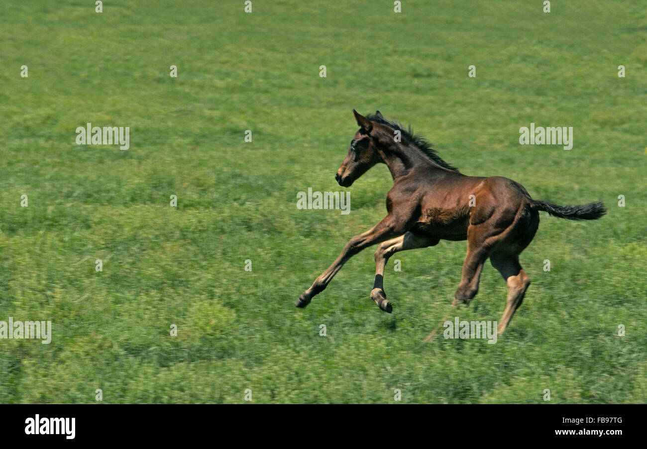 Un purosangue frisky colt si gode la sua libertà di frolic in un campo erboso in Kentucky, la stato di bluegrass che è noto per il suo allevamento di cavalli fattorie e famosa corsa di cavalli, il Kentucky Derby, eseguire ogni maggio a Churchill Downs a Louisville, Kentucky, Stati Uniti d'America. Foto Stock