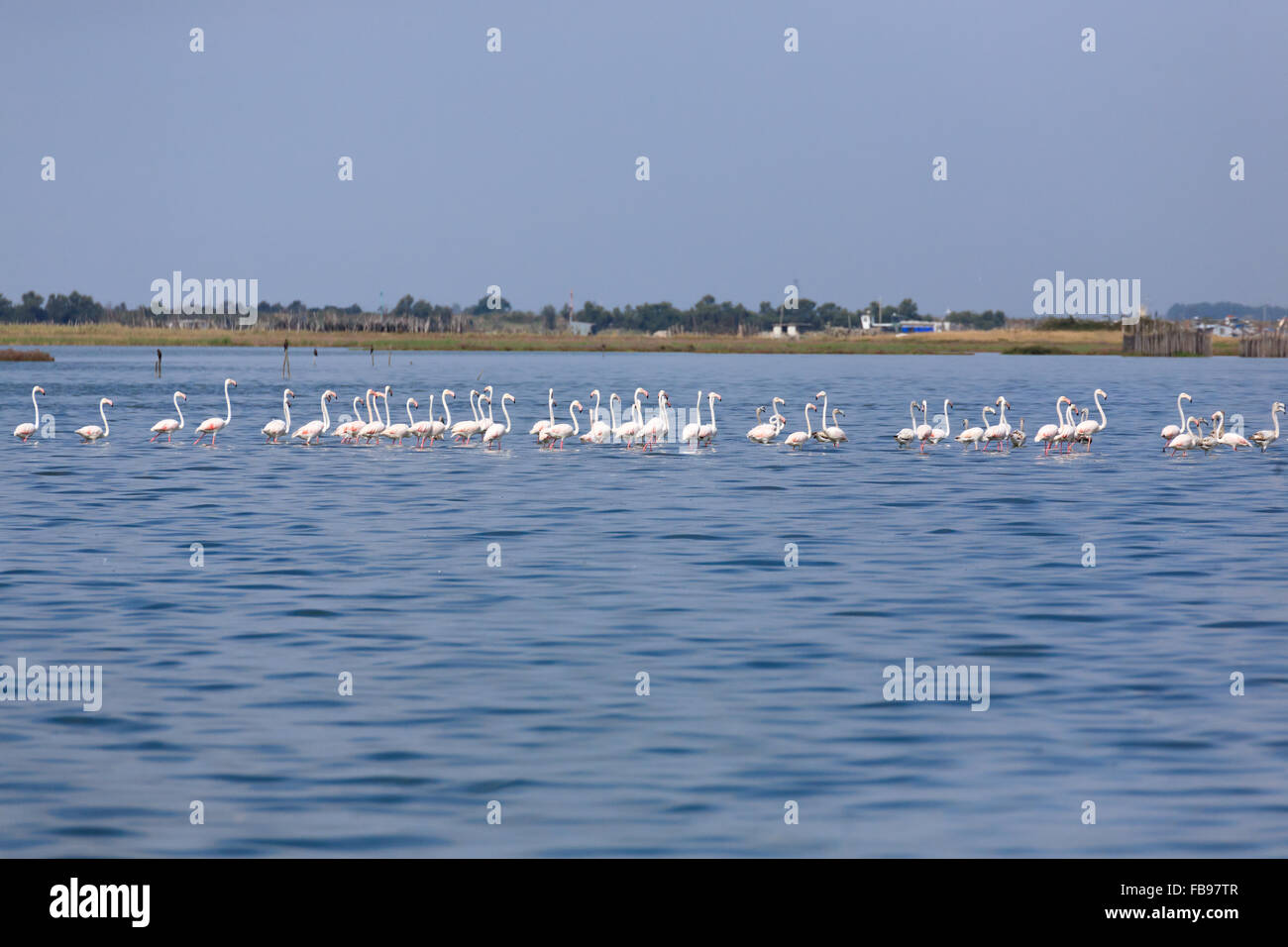 Stormo di fenicotteri rosa all'interno di acqua, da "Delta del Po', Italia Foto Stock