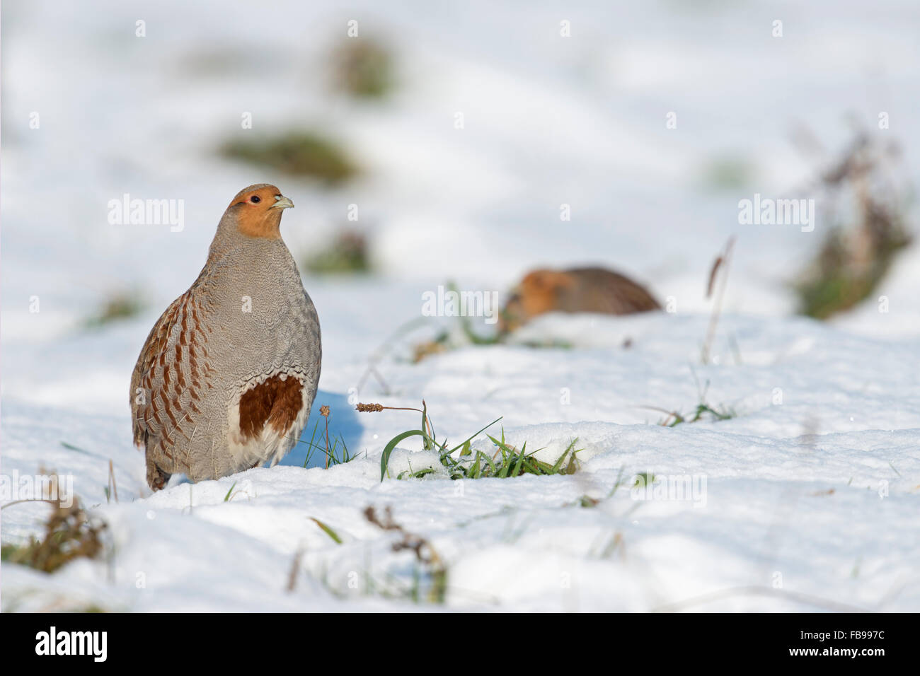 Pernici grigie / Rebhuehner ( Perdix perdix ) nella neve, non migratoria, si erge in posizione eretta, mostra il suo tipico marchio a ferro di cavallo, la fauna selvatica, l'Europa. Foto Stock