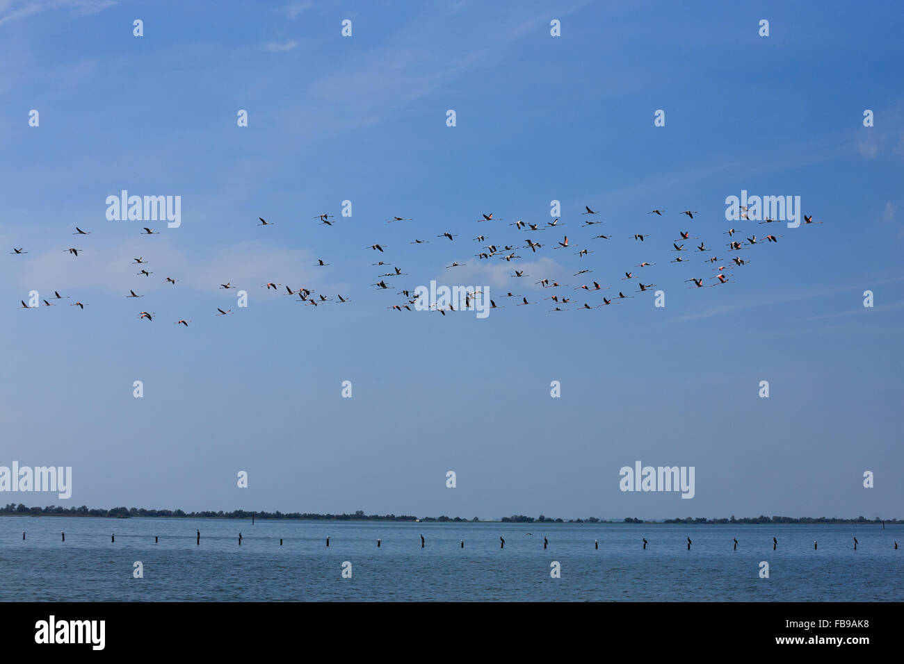 Stormo di fenicotteri rosa battenti, da "Delta del Po', Italia. Panorama della natura Foto Stock