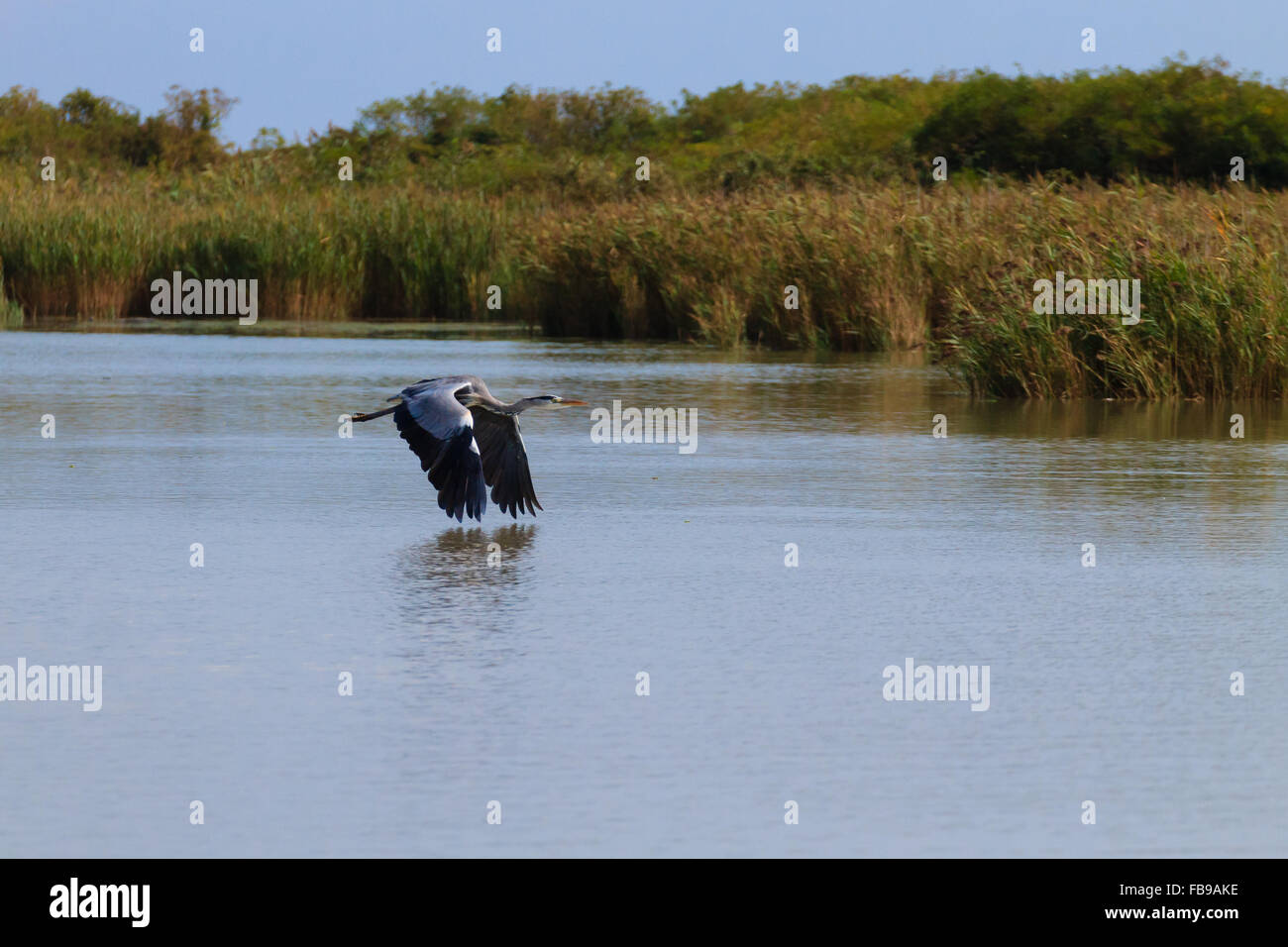 Un Airone cenerino sorvolare acqua da "Delta del Po', birdwatching, Italia Foto Stock