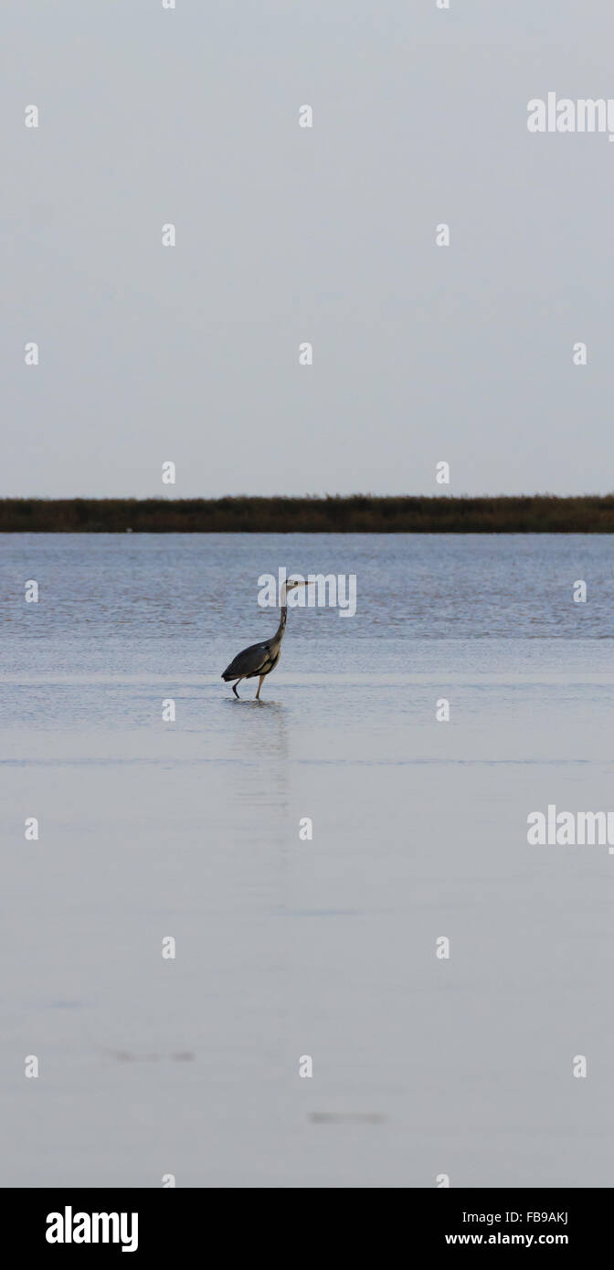 Airone cenerino all'interno di fiume Po laguna, paesaggio italiano. Carattere minimo panorama Foto Stock