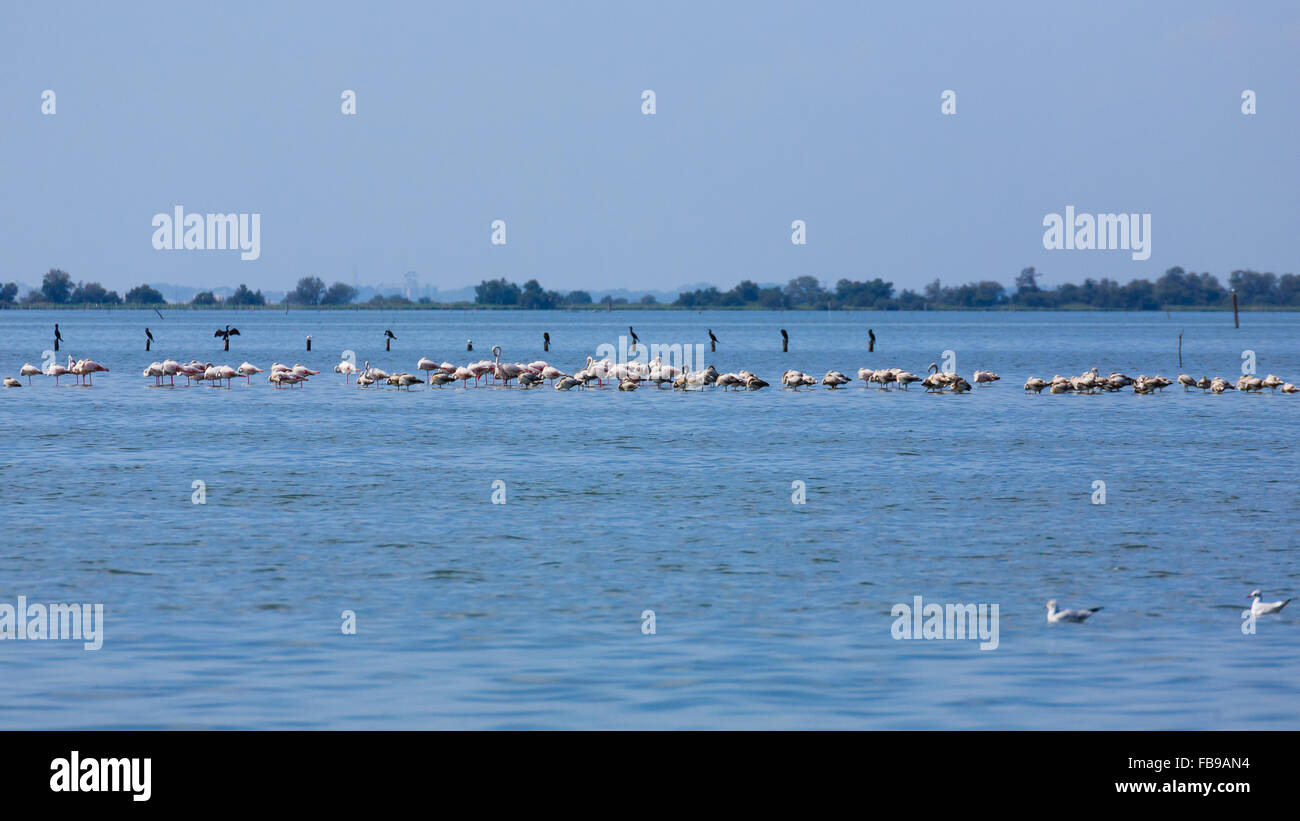 Stormo di fenicotteri rosa all'interno di acqua, da "Delta del Po', Italia Foto Stock