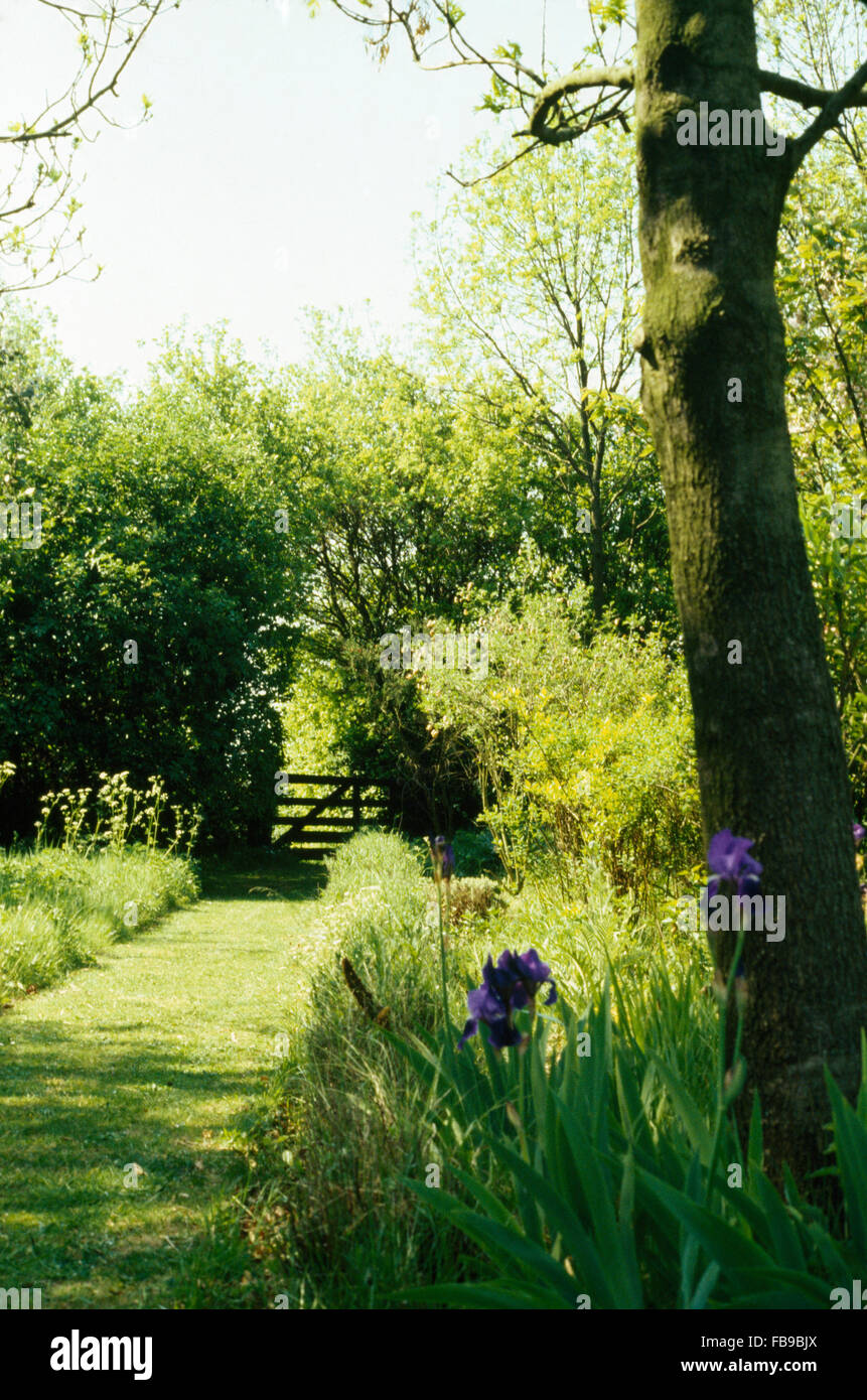 Iris blu nel bordo ombreggiato accanto a erba falciata percorso nel giardino di campagna Foto Stock