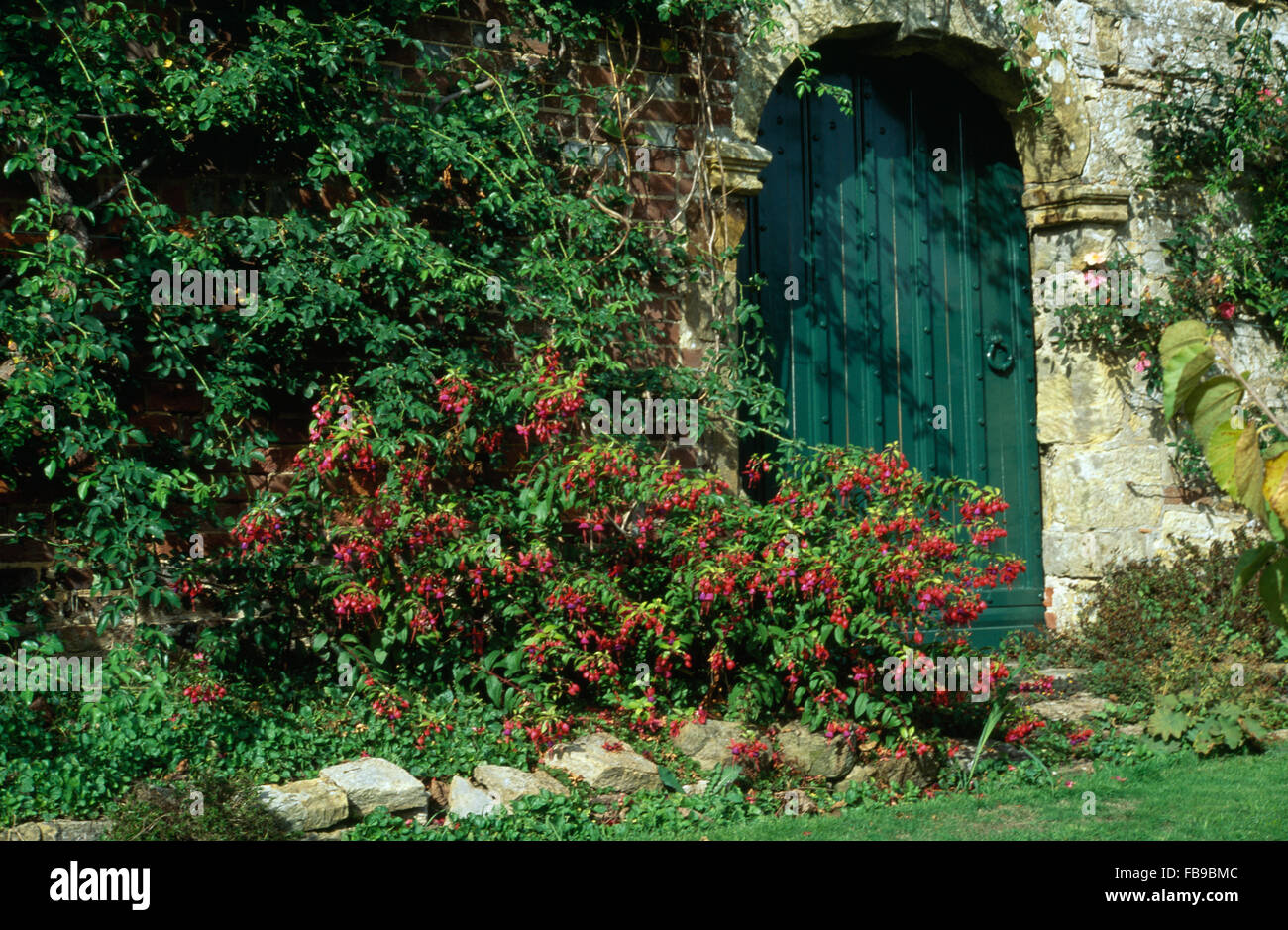 Red fuchsia crescente accanto a verde porta dipinta in un antico muro di pietra Foto Stock