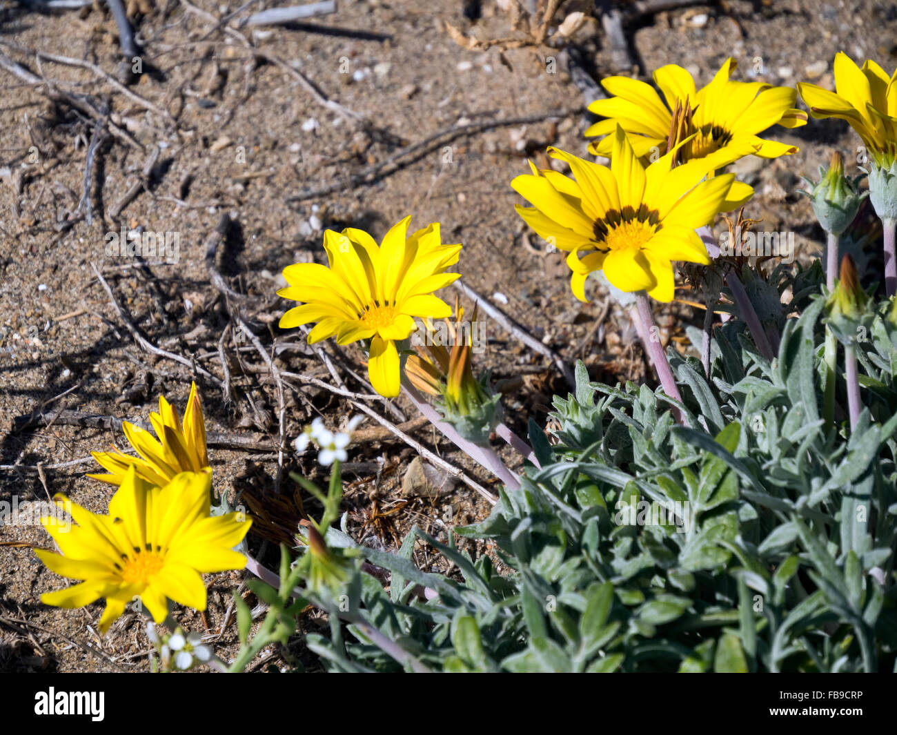 Moneta in oro, spiaggia mediterranea Daisy (Asteriscus maritimus, Bubonium maritimum) Foto Stock