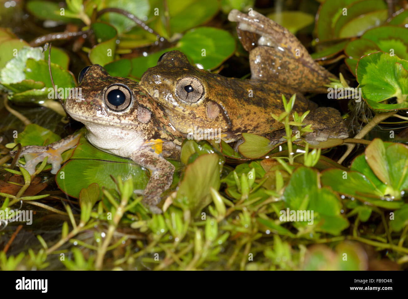 L'accoppiamento Peron la raganella, Litoria peronii, a Glenbrook, Nuovo Galles del Sud, Australia. Foto Stock