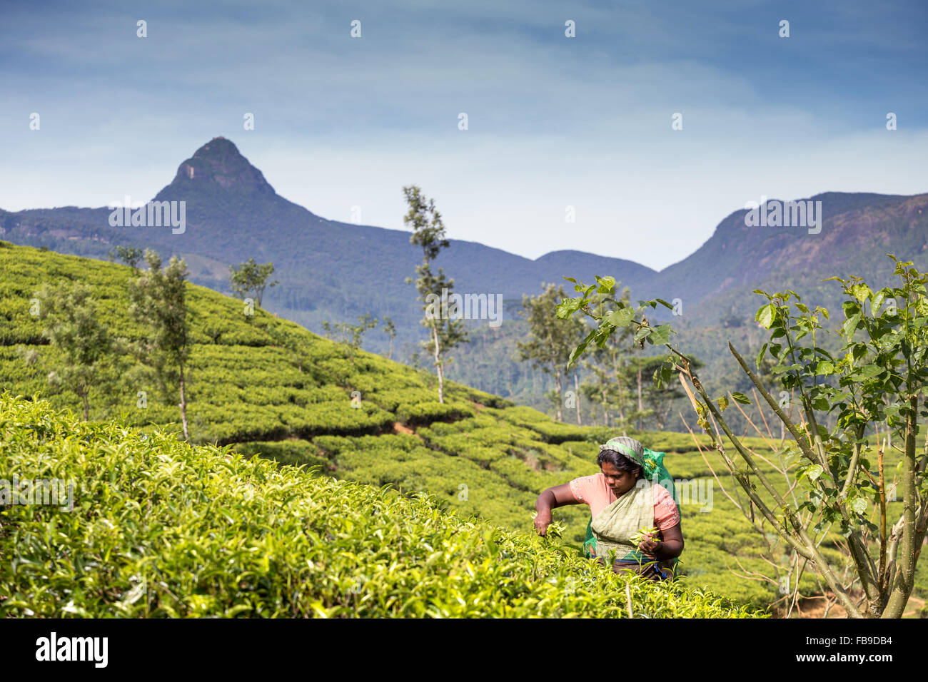 Raccolta di tè, piantagione di tè, centrale provincia, distretto Hatton, quartiere Adam's Peak Sri Lanka asia Foto Stock