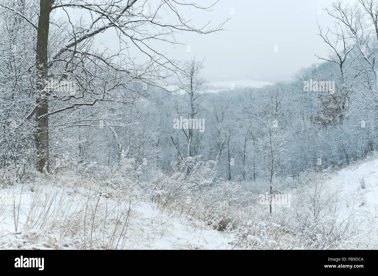 La foresta e la forra del paesaggio invernale a piegare Pine Bluffs e scientifico area naturale affacciato sul fiume Mississippi in inver gro Foto Stock