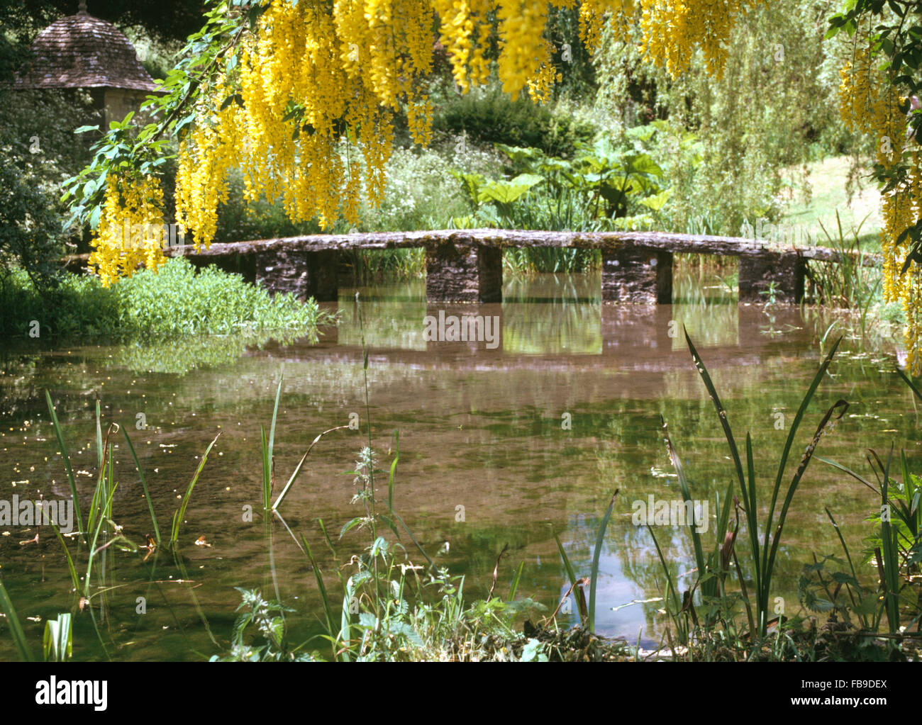 Maggiociondolo giallo crescente accanto a un flusso con una pietra packhorse bridge in un paese grande giardino in primavera Foto Stock