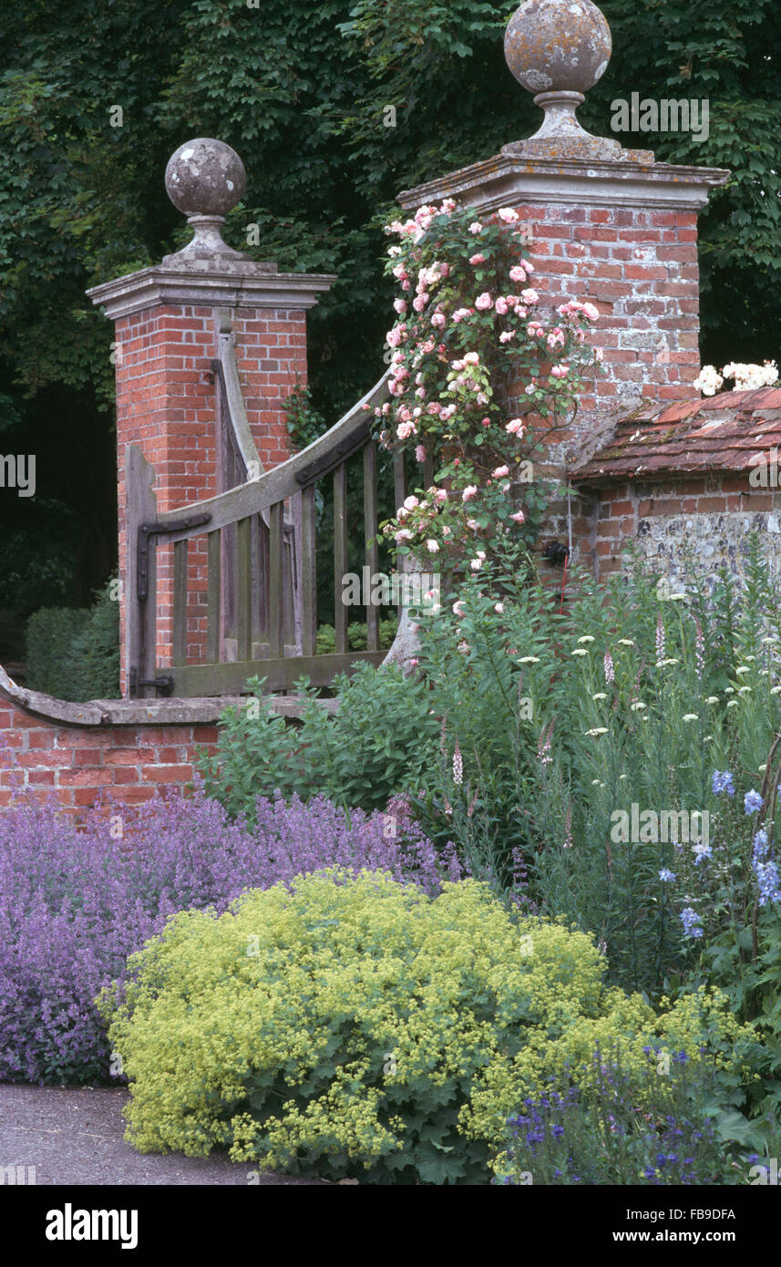 Nepeta e Alchemilla 'Mollis' in seguito di frontiera rosa rose rampicanti in estate walled garden Foto Stock