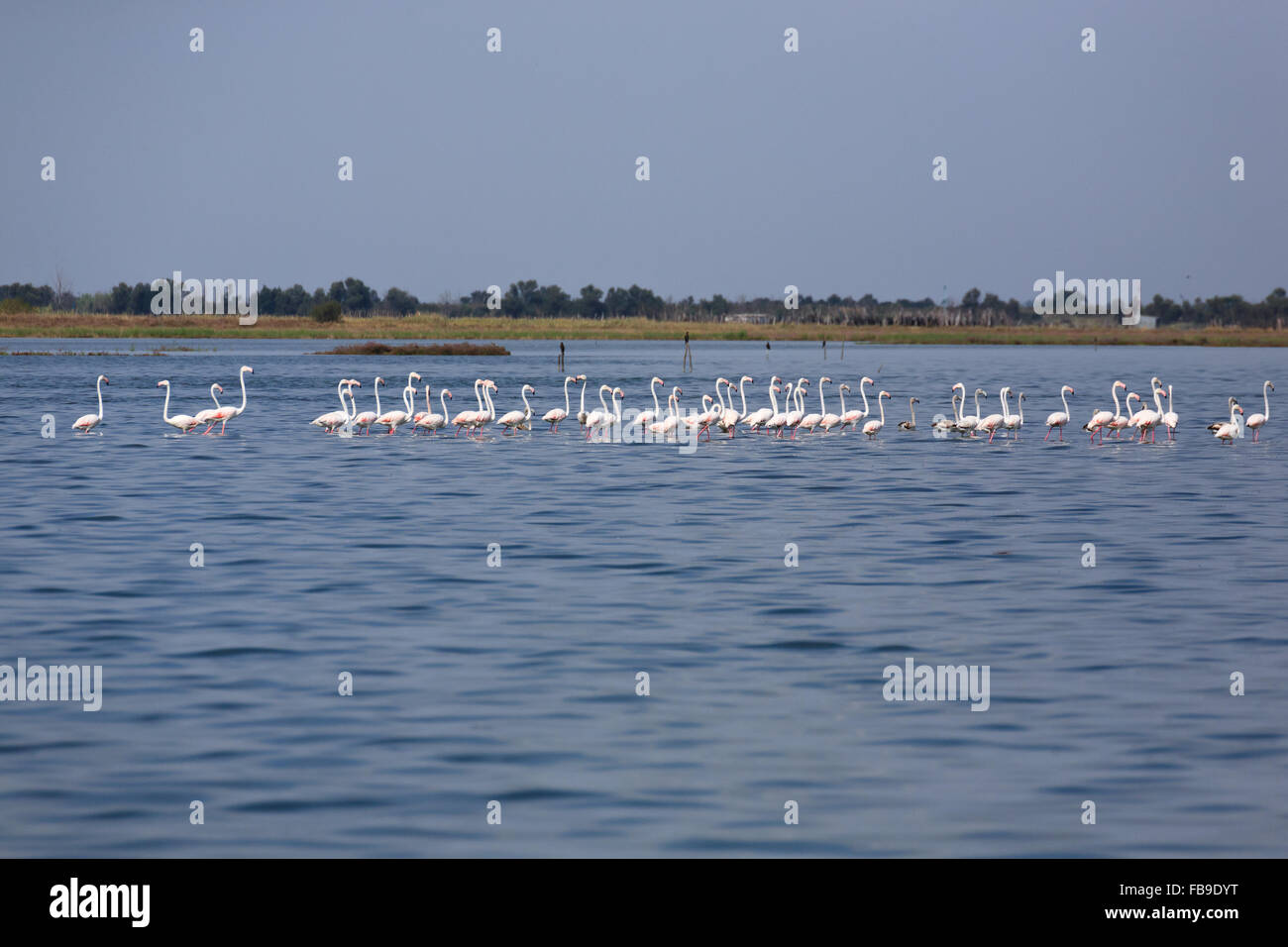 Stormo di fenicotteri rosa all'interno di acqua, da "Delta del Po', Italia Foto Stock