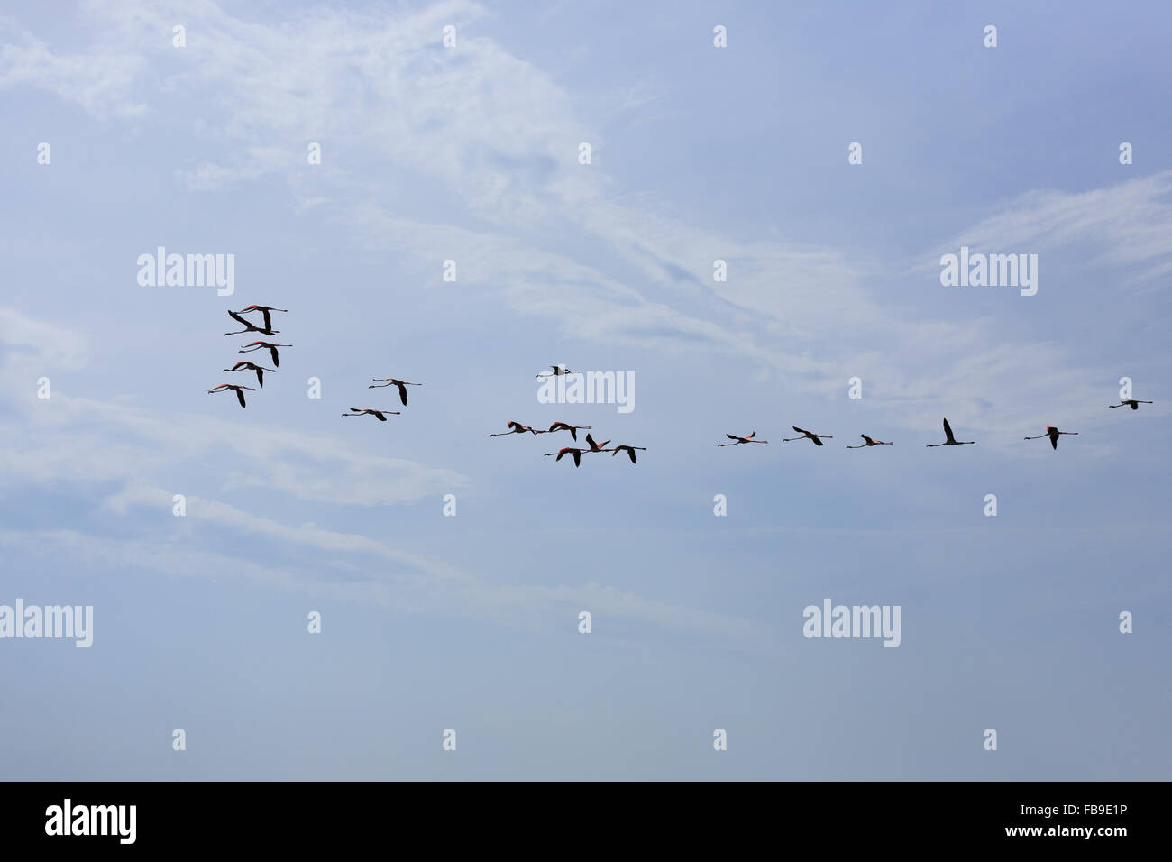 Stormo di fenicotteri rosa battenti, da "Delta del Po', Italia. Panorama della natura Foto Stock