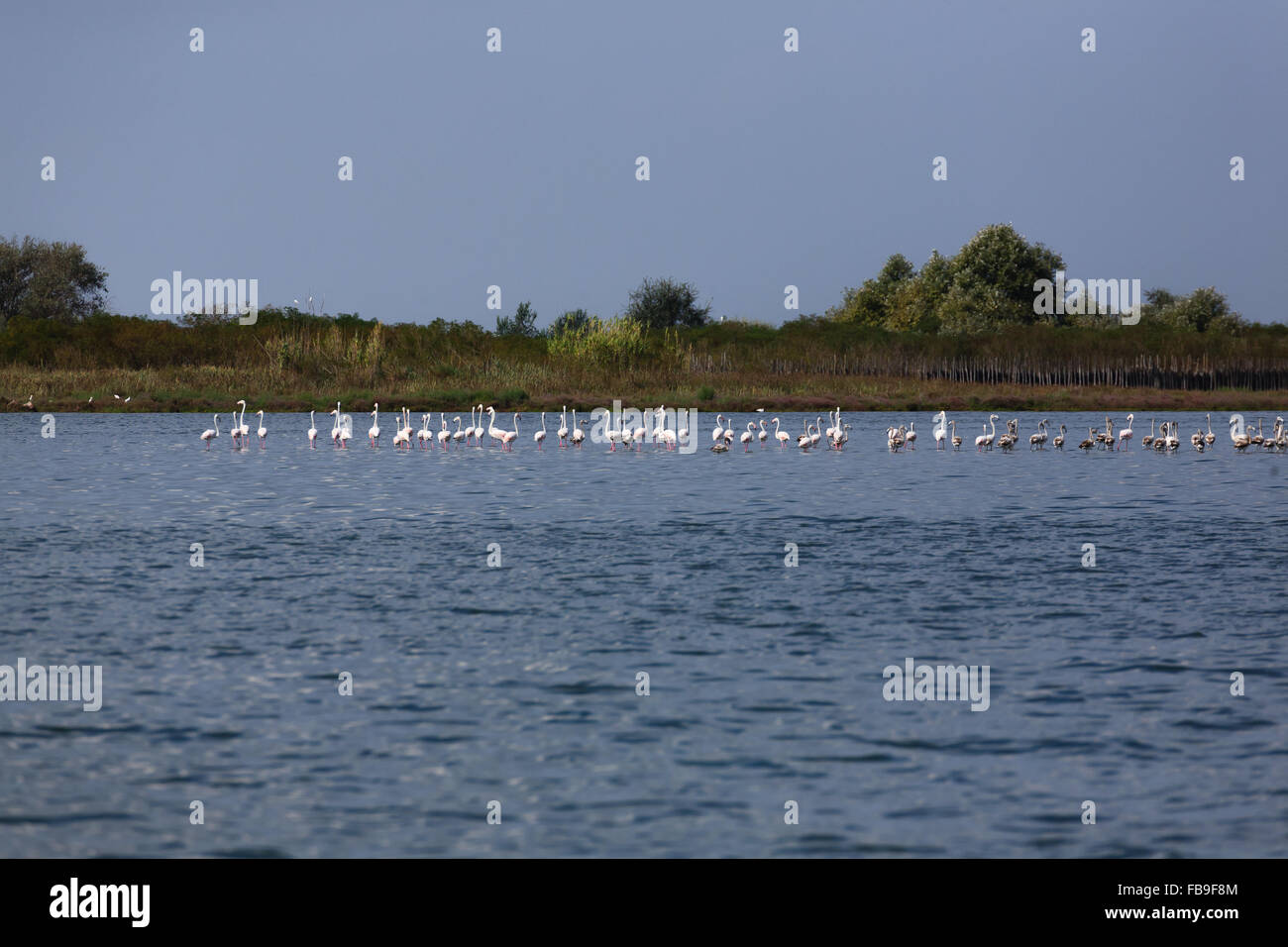 Stormo di fenicotteri rosa all'interno di acqua, da "Delta del Po', Italia Foto Stock