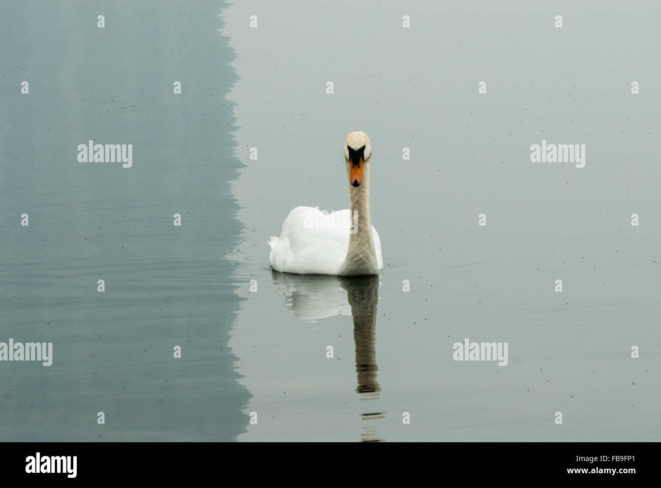Ritratto di singolo cigno galleggiante su acque calme con la riflessione di cigno e di ombra sul lato sinistro. Foto Stock