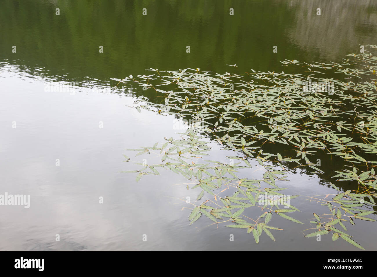 Polygonum amphibium, piante acquatiche su un lago alpino Foto Stock