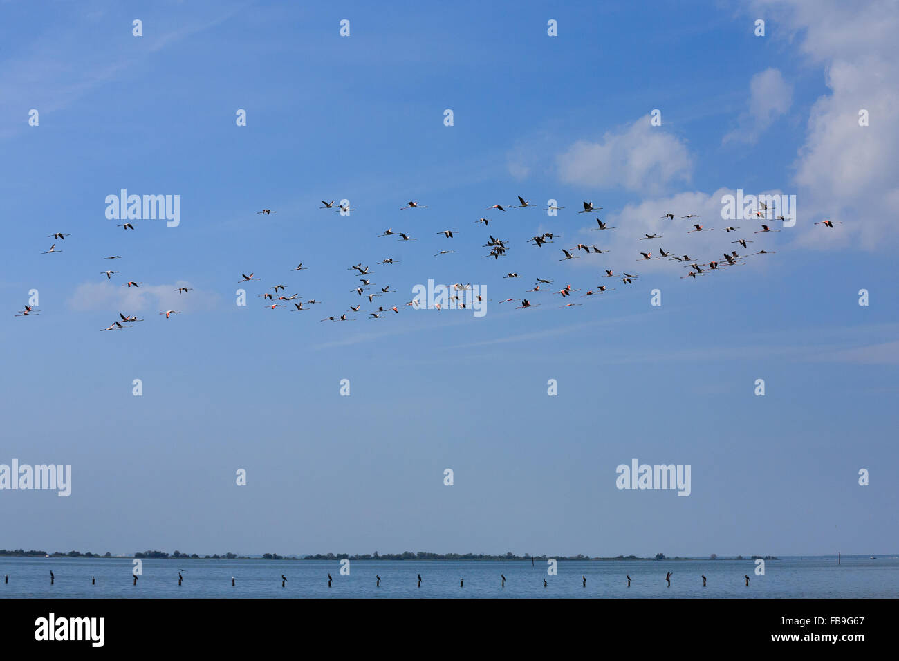 Stormo di fenicotteri rosa battenti, da "Delta del Po', Italia. Panorama della natura Foto Stock