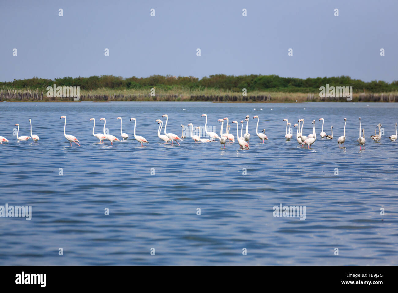 Stormo di fenicotteri rosa all'interno di acqua, da "Delta del Po', Italia Foto Stock