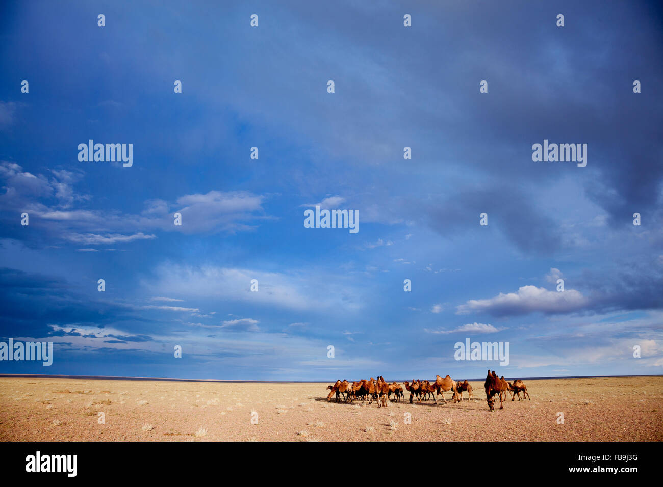 Una mandria di cammelli Bactrian nel Deserto del Gobi, Mongolia. Foto Stock