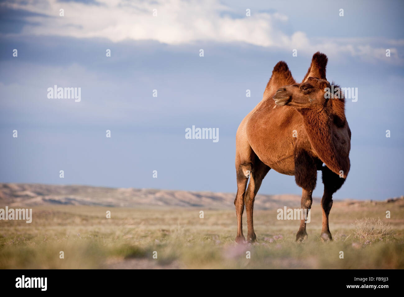Un Bactrian cammello nel deserto del Gobi, Mongolia. Foto Stock