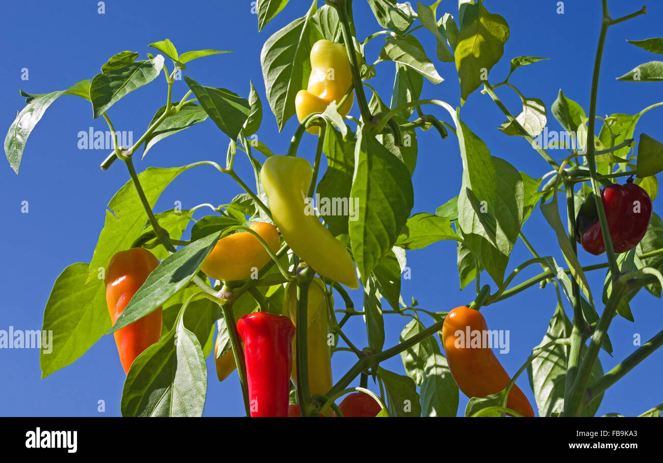 Multi-colore di lunga appuntita e della campana di peperoni in crescita e maturazione in bright sole estivo visto contro un profondo cielo blu. Foto Stock