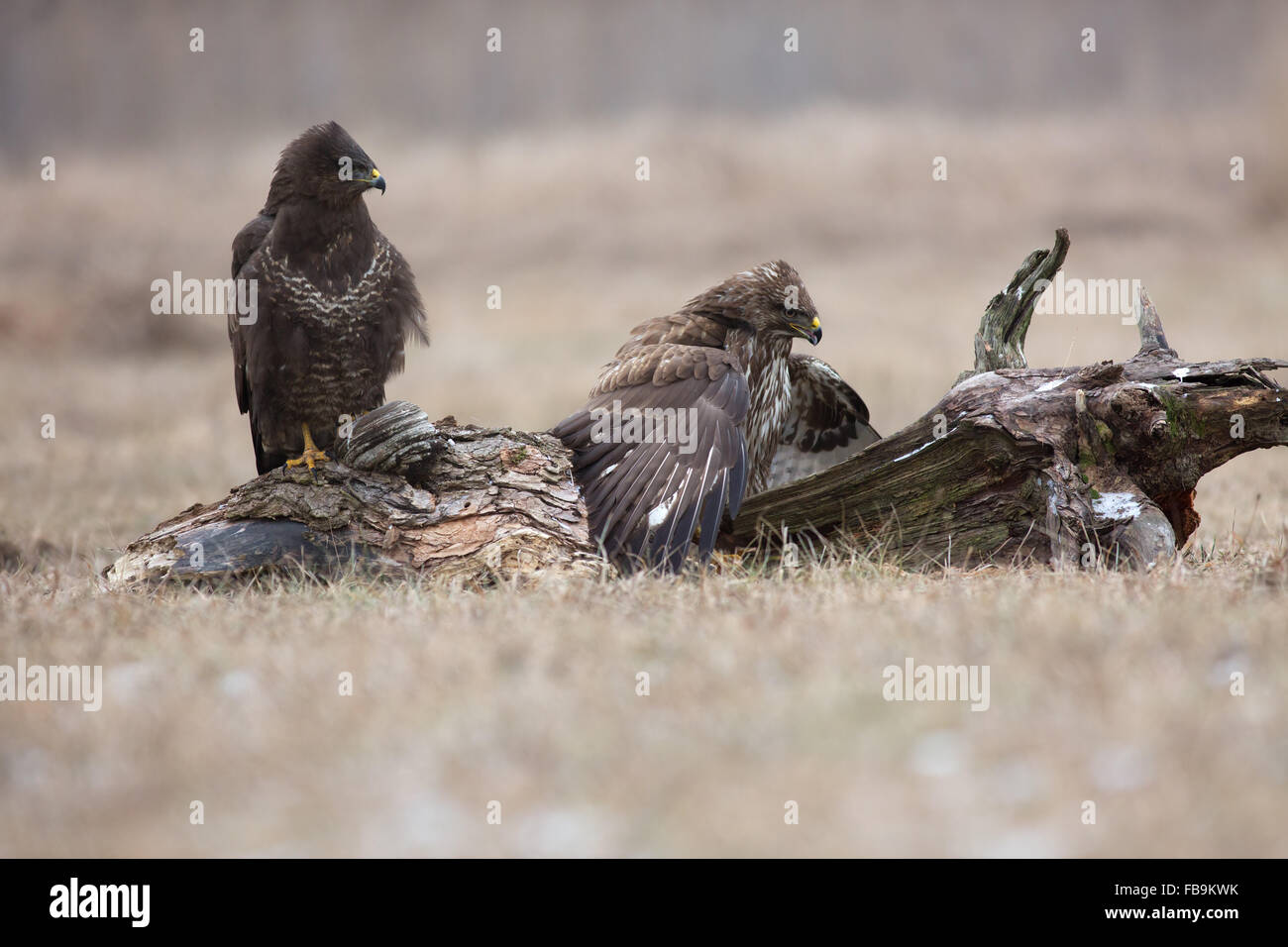 Due comune poiana (Buteo buteo)) che competono per il cibo, uno di essi copre le ali cacciate roditore. Vista orizzontale.Polonia, Mead Foto Stock