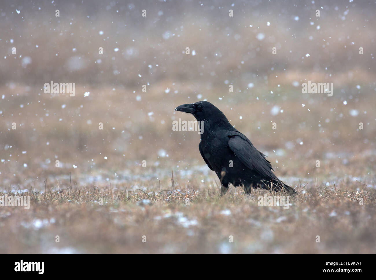 Corvo Imperiale (Corvus corax) in una tempesta di neve, seduti in un prato e guarda a sinistra. La Polonia, prato vicino al fiume Narew in inverno. Foto Stock