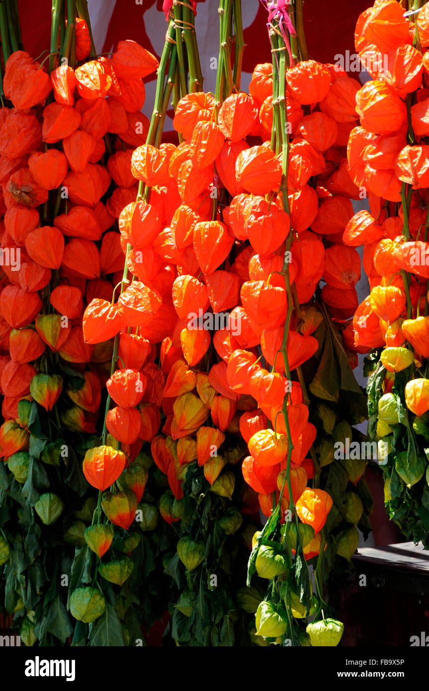 Hozuki-ichi Festival nel Tempio di Asakusa, Tokyo, Giappone Foto Stock