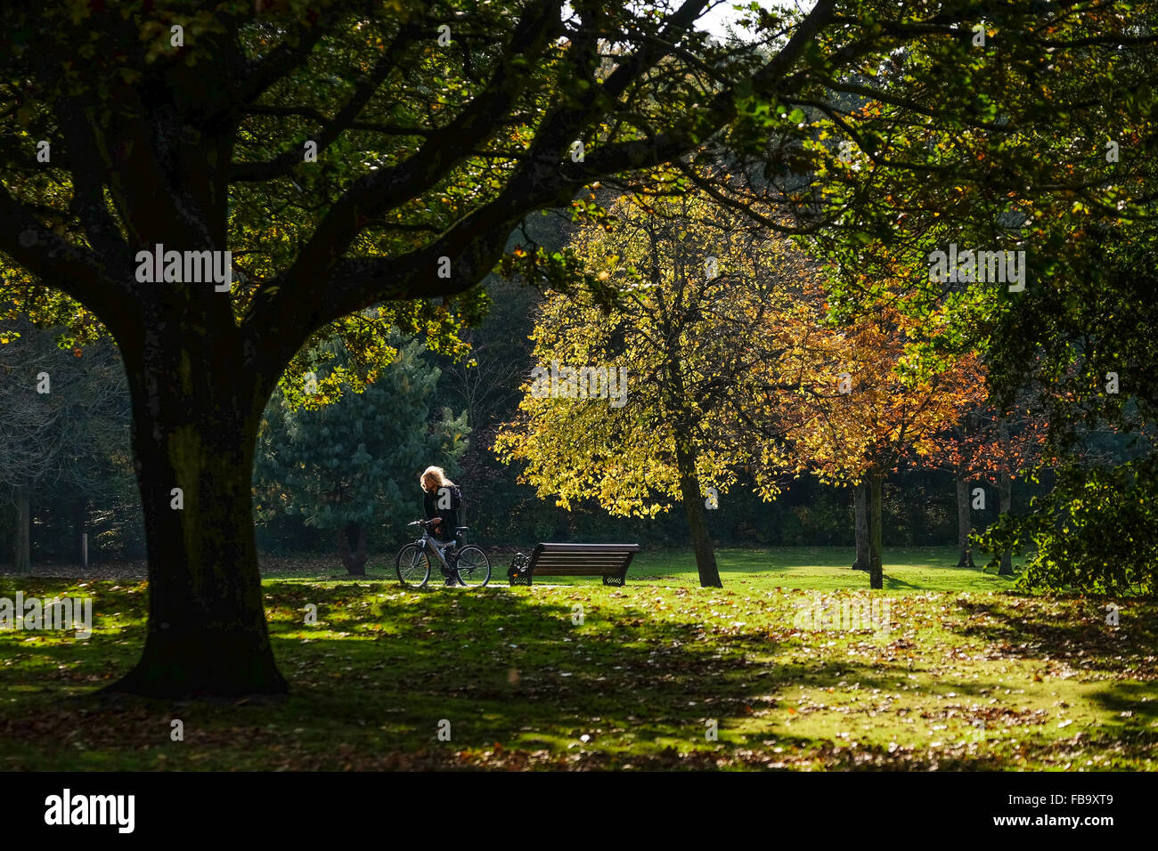 Astley Park, Chorley Lancashire. Uomo in bicicletta attraverso il parco su una calda e soleggiata giornata autunnale. Foto Stock