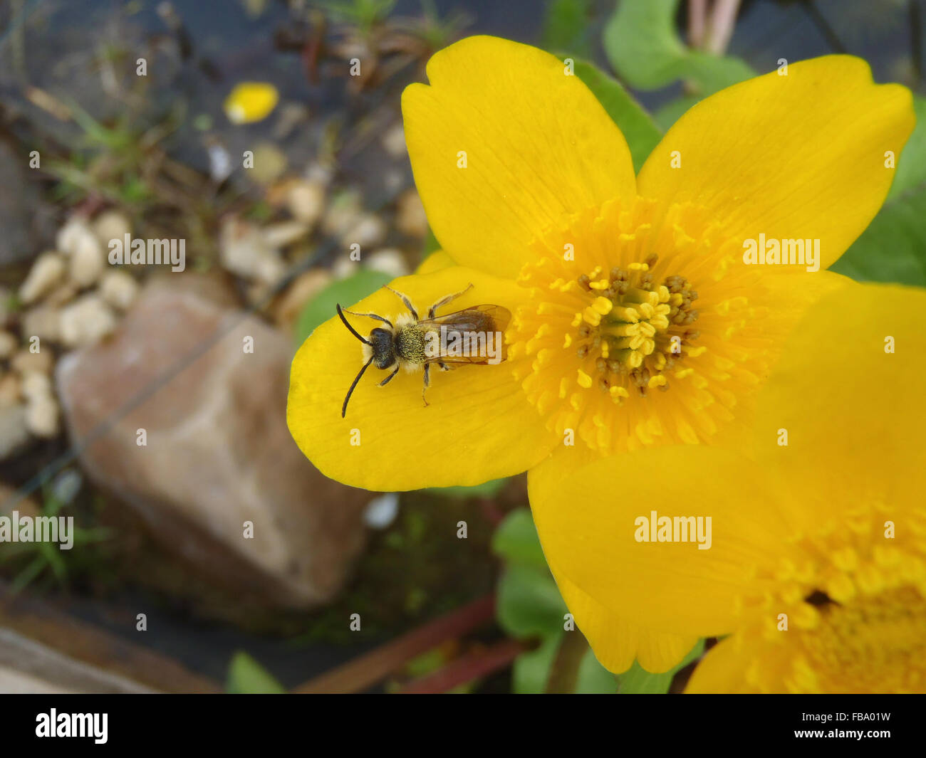 Close up di miniere di bee (Andrena cineraria) appoggiato sul marsh calendula (Caltha palustris) Fiore con bordo di stagno in background Foto Stock