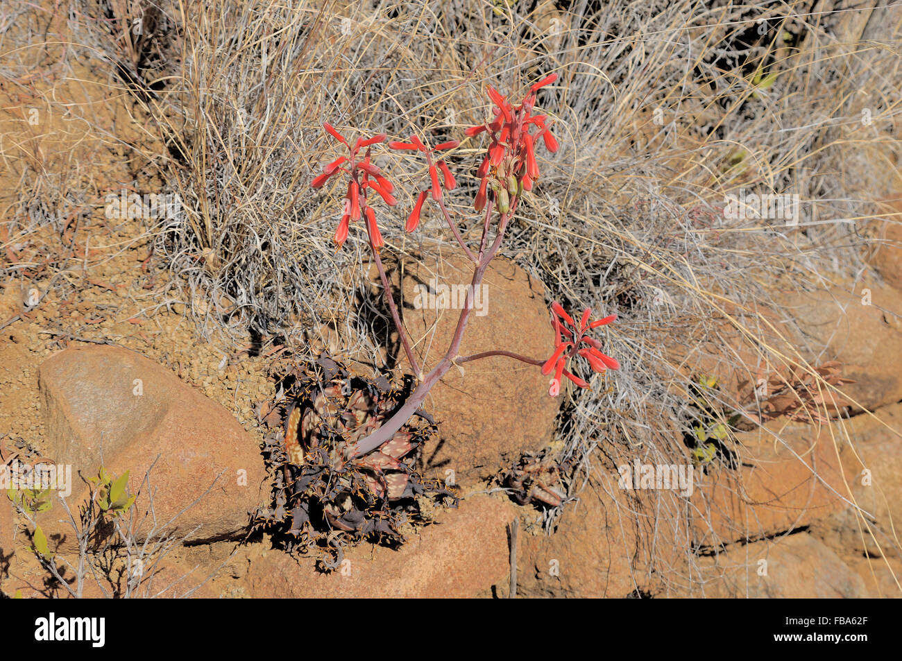 Aloe grandidentata, una foglia maculato aloe cresce su affioramenti rocciosi Foto Stock