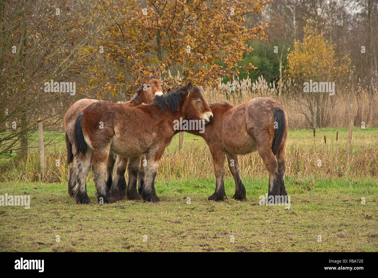 Gruppo di cavalli giovani che cercano comfort gli uni con gli altri in una fredda giornata invernale Foto Stock