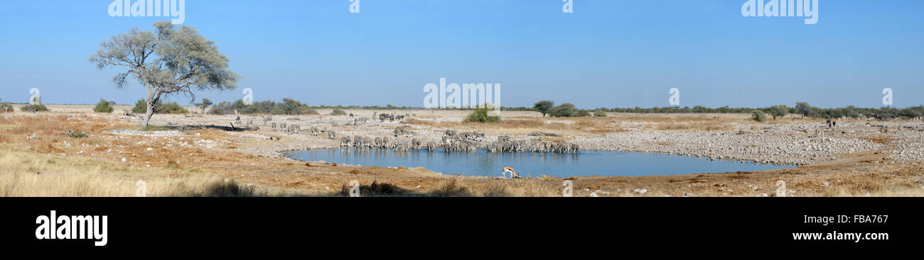 Panorama da quattro foto di Okaukeujo Waterhole, il Parco Nazionale di Etosha, Namibia Foto Stock