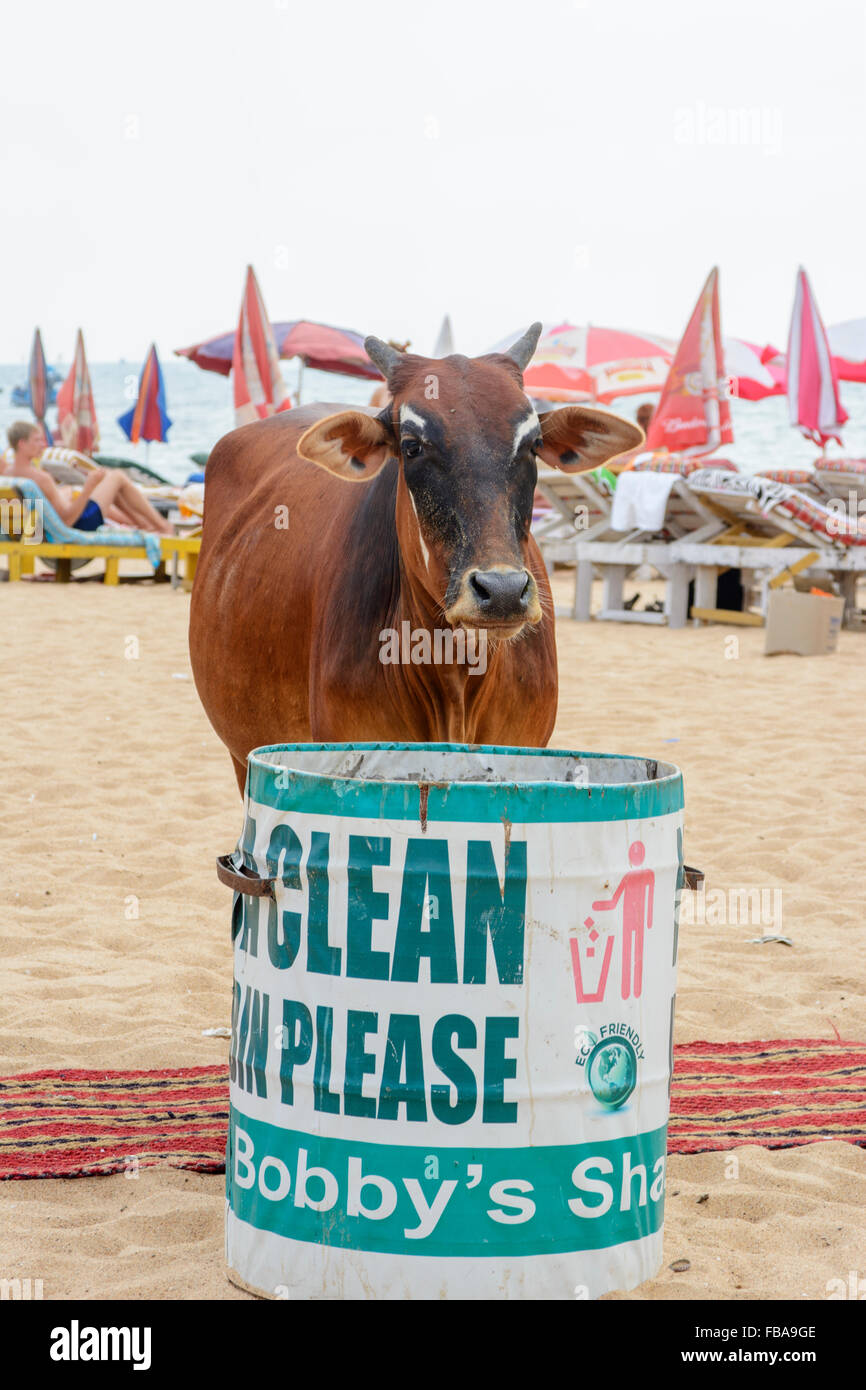 Una vacca sacra cerca cibo in un bidone dei rifiuti su Candolim Beach in North Goa, India Foto Stock