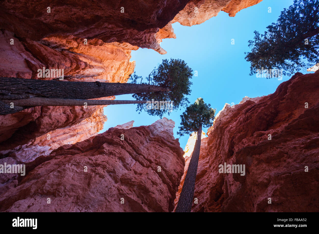 View all'interno di un canyon, il parco nazionale di Bryce Canyon Foto Stock