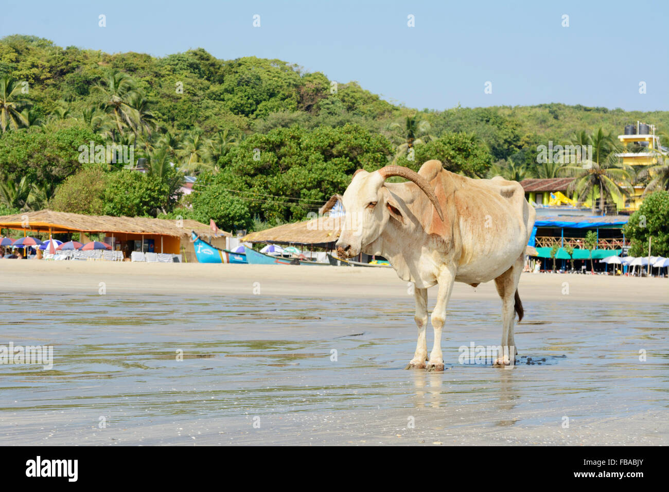 Una vacca sacra vaga lungo il litorale su Arambol Beach a Nord Goa, India Foto Stock