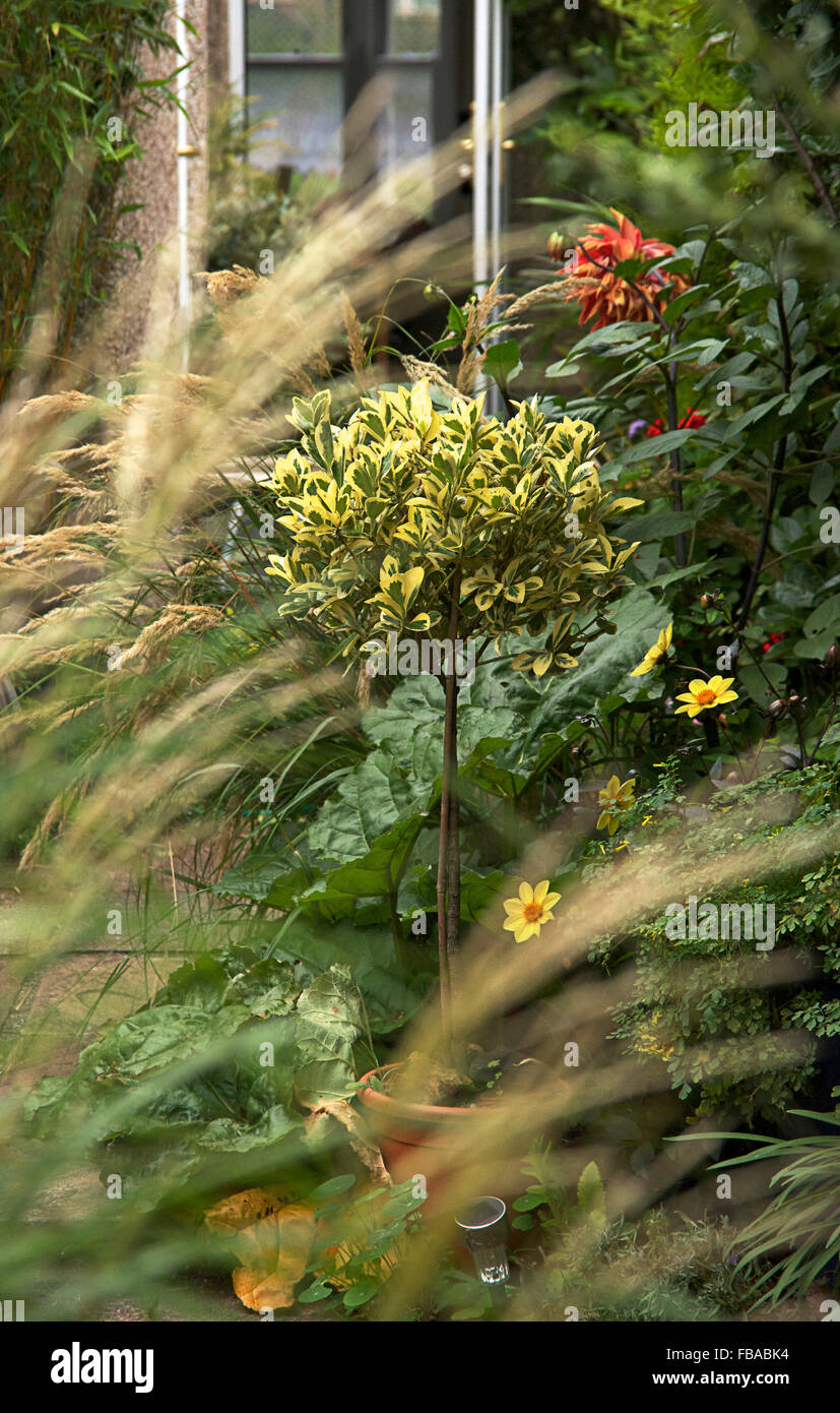Topiaria da lecca-lecca con chioma dorata. Piccolo giardino a Londra, Regno Unito. Progettato da Rebecca Erol Foto Stock