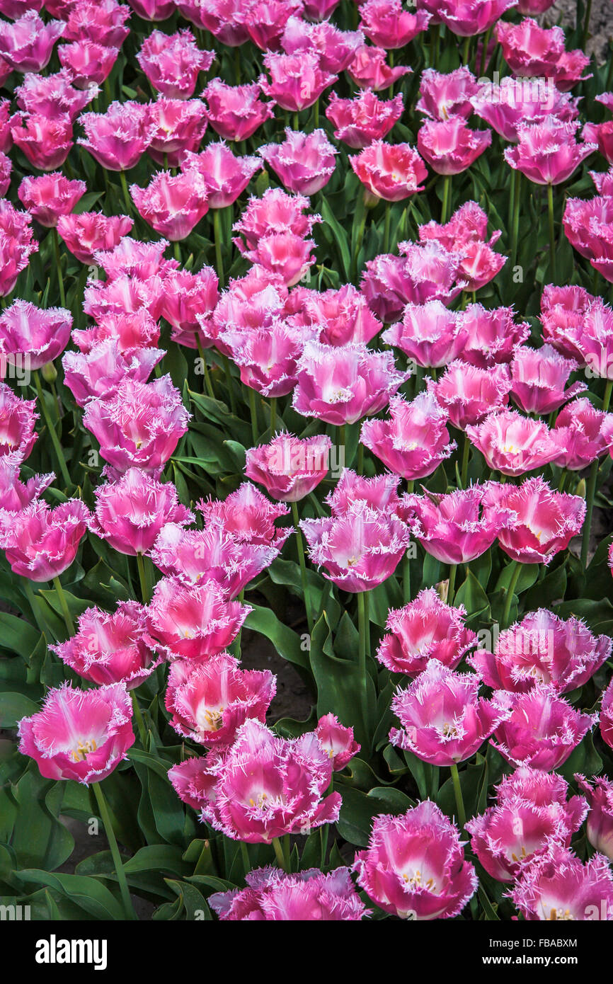 Campi di Tulipani in Lisse, vicino a Keukenhof, Paesi Bassi Foto Stock