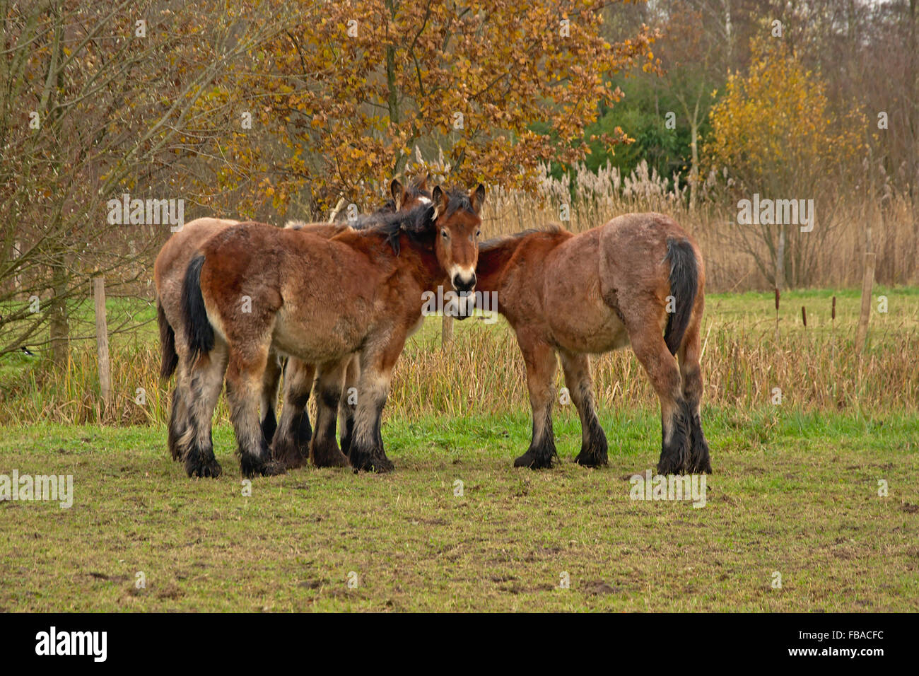 Quattro i cavalli giovani che cercano comfort gli uni con gli altri in una fredda giornata invernale Foto Stock