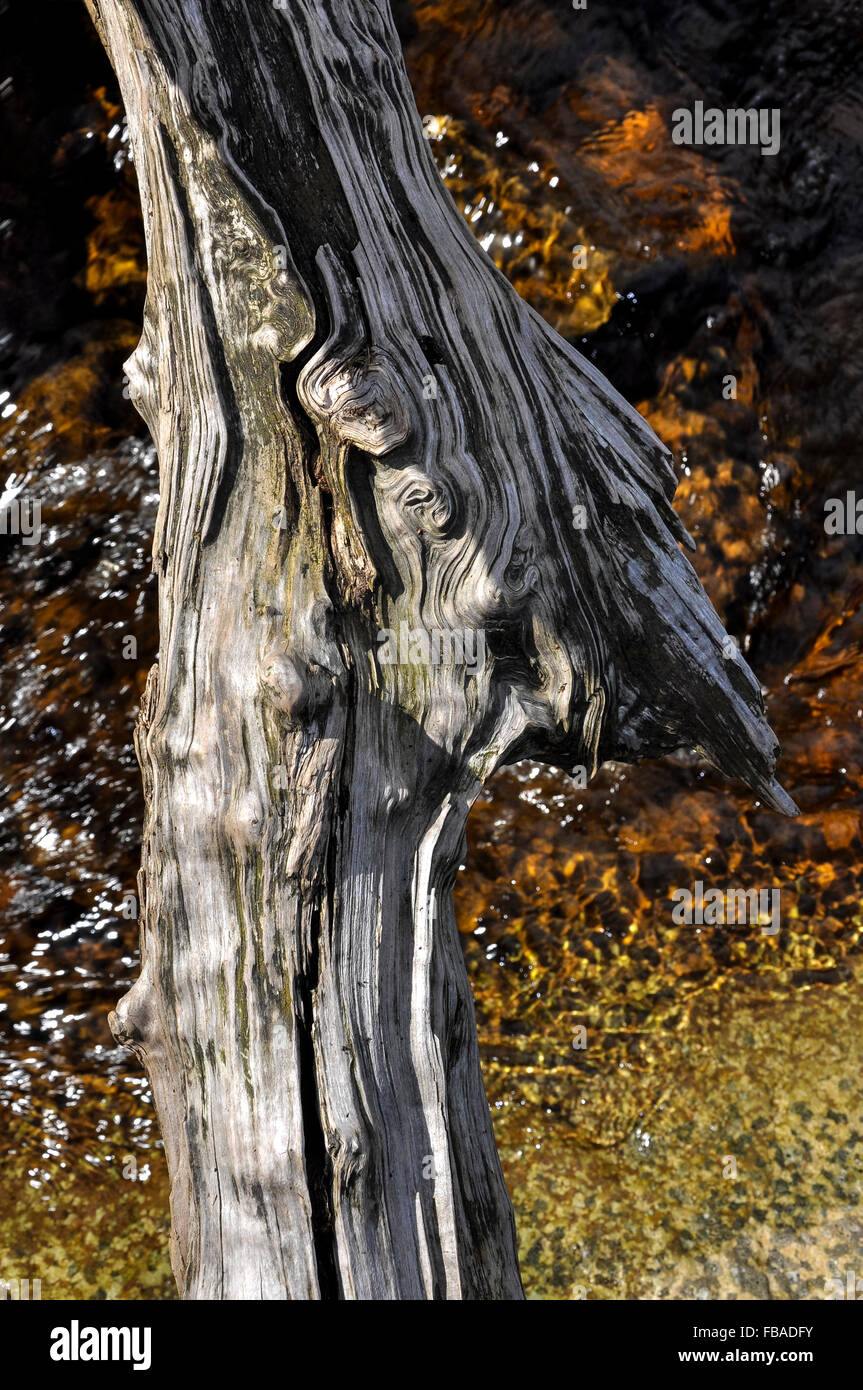 Texture di un vecchio tronchi d albero pieno di modelli e volute su un flusso di brughiera. Foto Stock