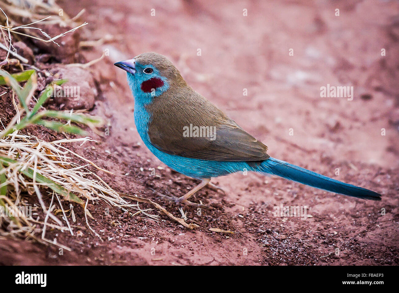Rosso-cheeked Cordon Bleu Finch (Uraeginthus bengalus), Lalibela. Etiopia. Foto Stock