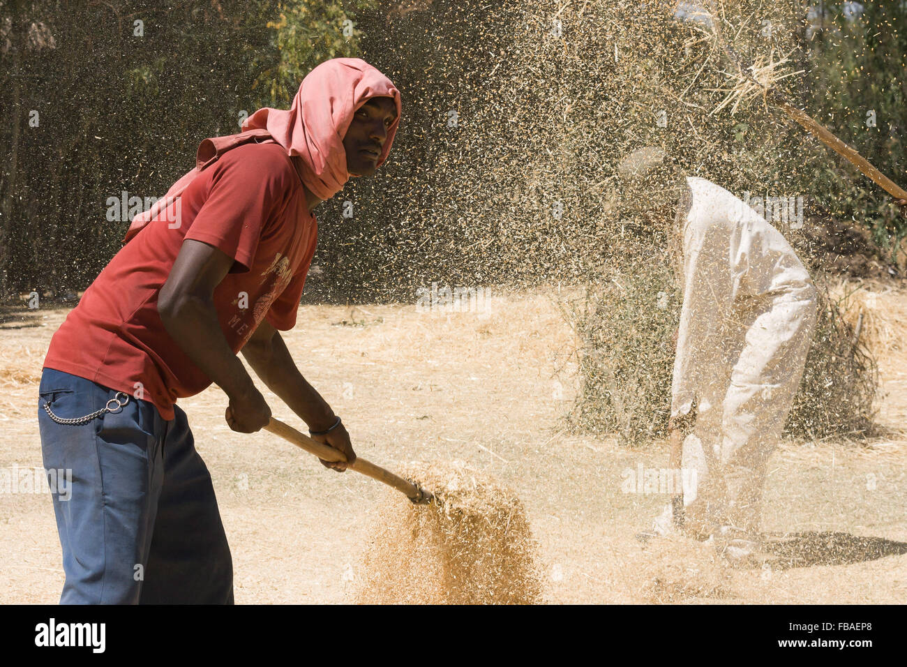 Un coltivatore sta separando la granella dalla pula gettando la miscela nell'aria in modo che il vento soffi via la pula più leggera. Shashamane, Etiopia. Foto Stock Un coltivatore sta separando la granella dalla pula gettando la miscela nell'aria in modo che il vento soffi via la pula più leggera. Shashamane, Etiopia. Foto Stock