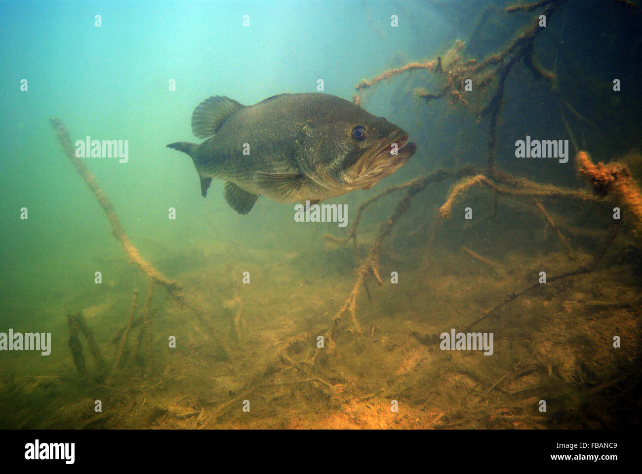 Largemouth Bass in radici Foto Stock