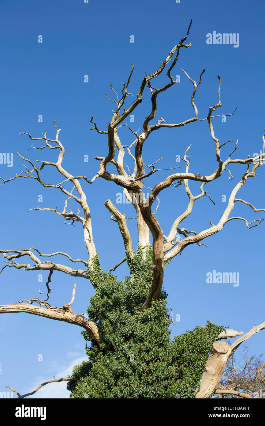 Coperto di edera morti quercia, England, Regno Unito Foto Stock