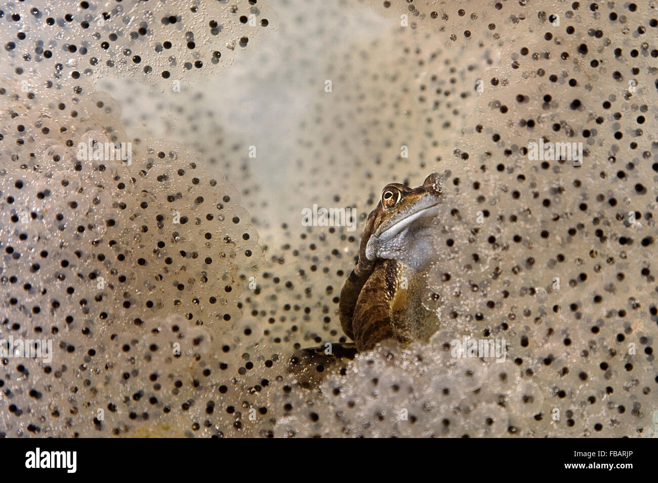 Rana comune (Rana temporaria), subacquea, circondato e parzialmente nascosto da frogspawn, nel laghetto in giardino, Bentley, Suffolk, Marzo 20 Foto Stock