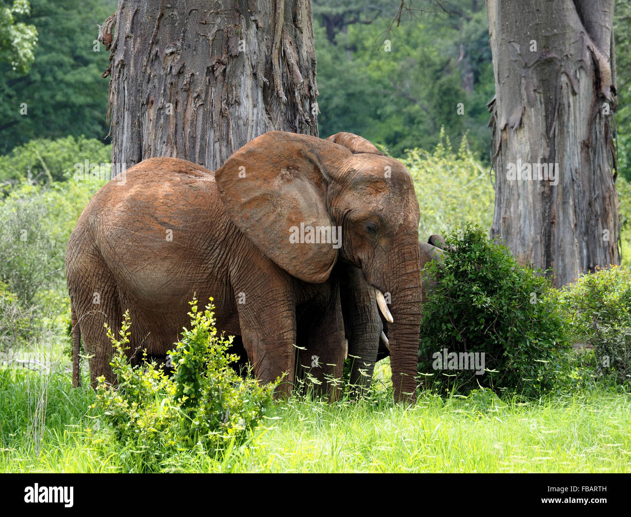 L'elefante africano (Loxodonta africana) pascolare tra alberi in Ruaha N P Tanzania Foto Stock