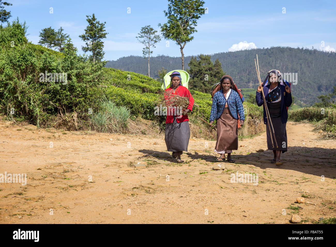 Raccoglitori di tè in una piantagione a Nuwara Eliya vicino a Kandy Sri Lanka asia Foto Stock